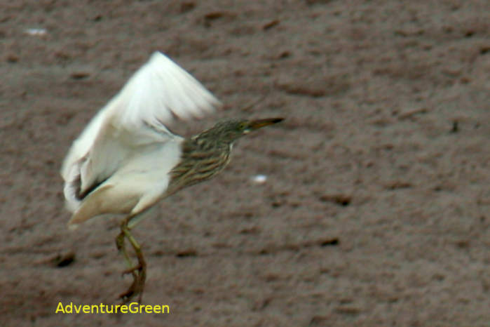 Chinese Pond Heron