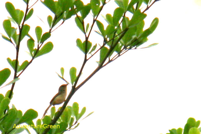 Plain prinia in Vietnam