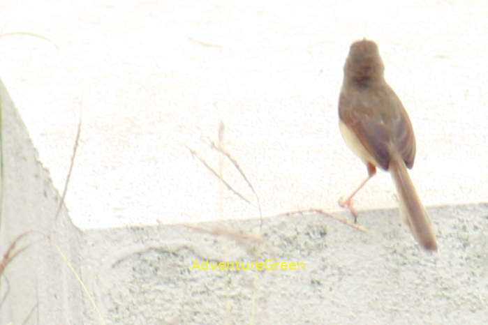 Plain prinia in Vietnam
