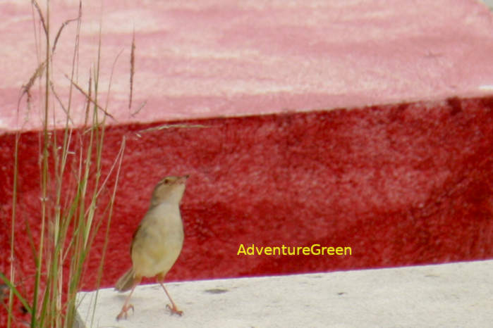 Plain prinia in Vietnam