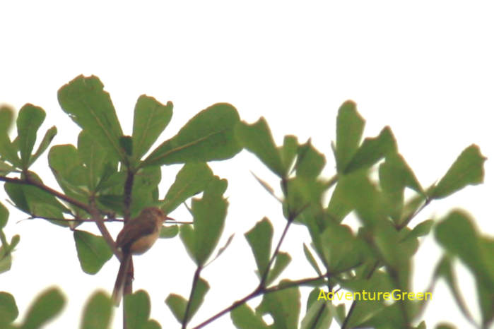 Plain prinia in Vietnam