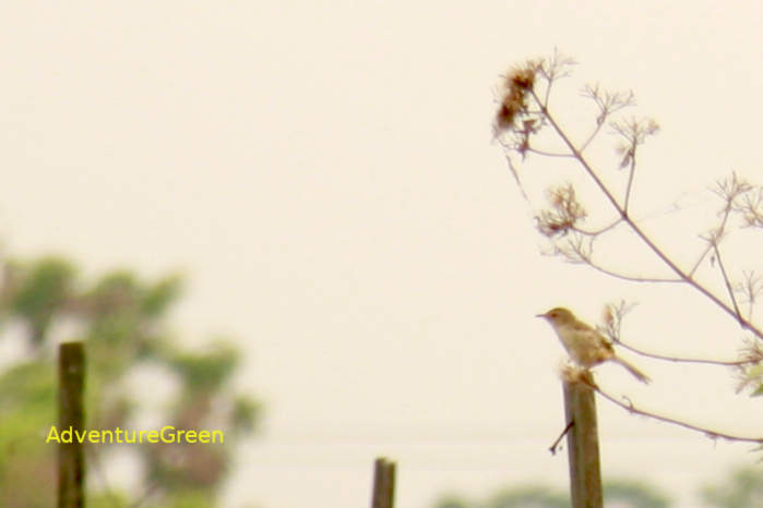 Plain prinia in Vietnam