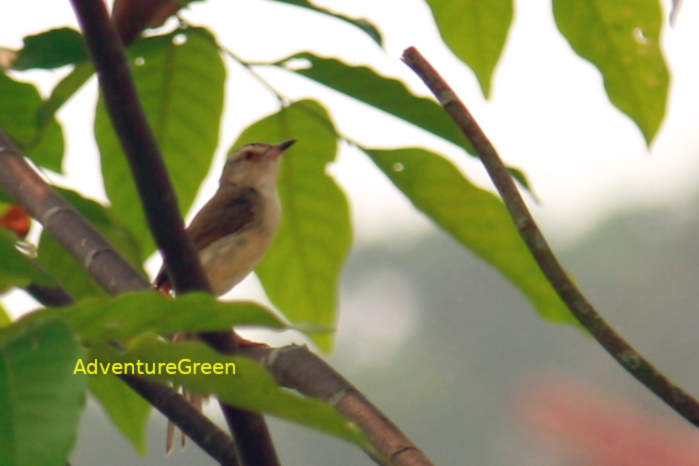 Plain prinia in Vietnam