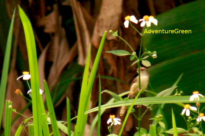 Plain prinia in Vietnam