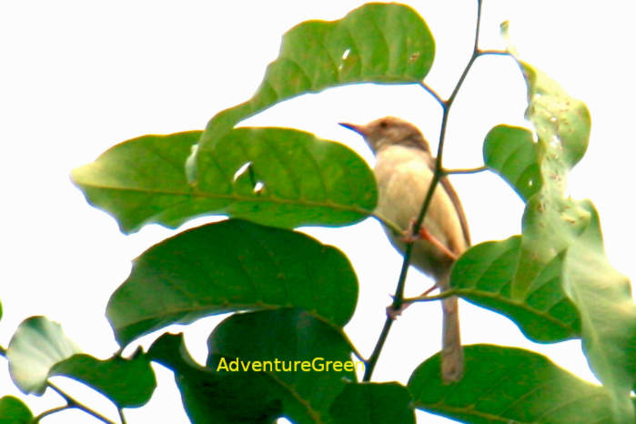 Plain prinia in Vietnam