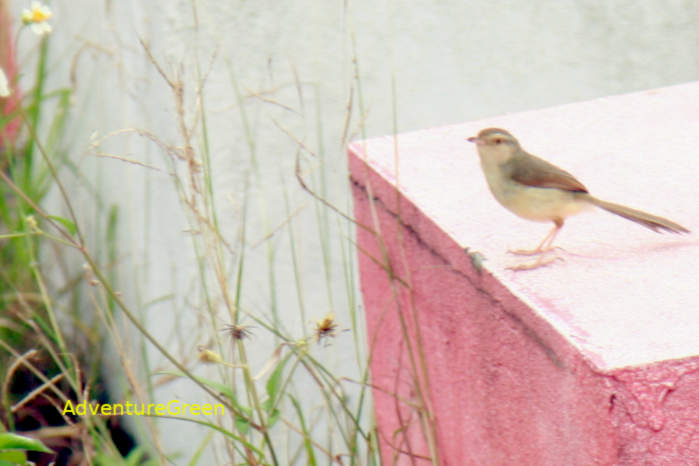 Plain prinia in Vietnam