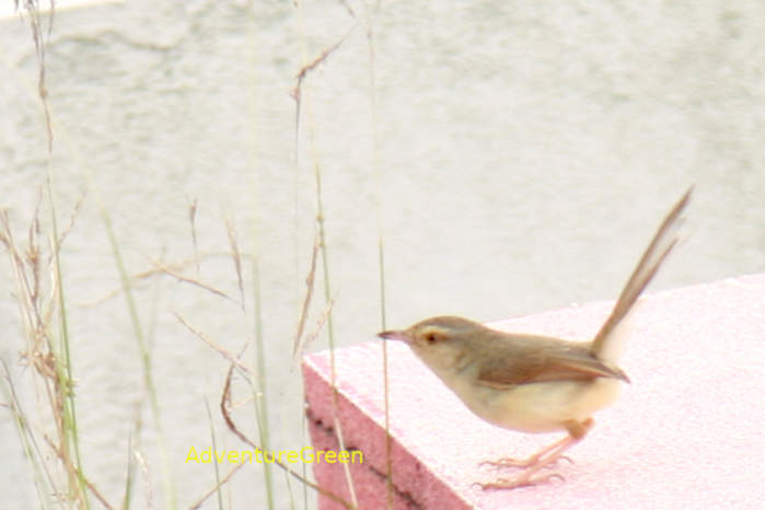 Prinia in Vietnam