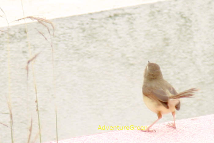 Plain prinia in Vietnam
