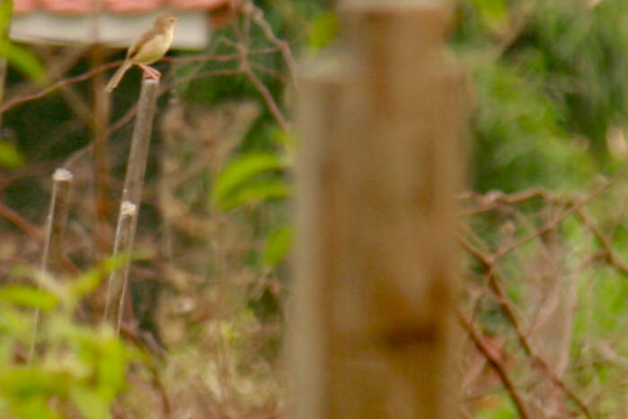 Plain Prinia