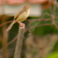 Plain Prinia