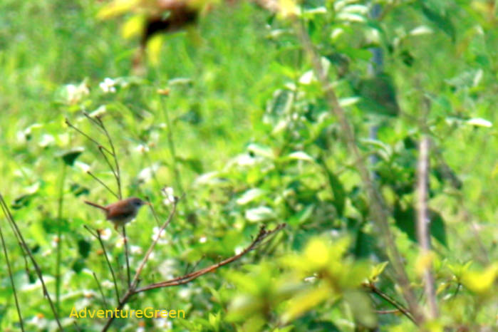 Rufescent Prinia in Vietnam