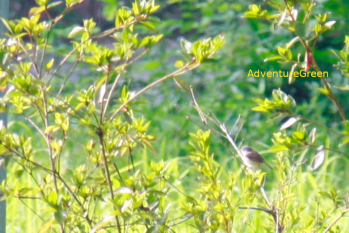 Rufescent Prinia in Vietnam