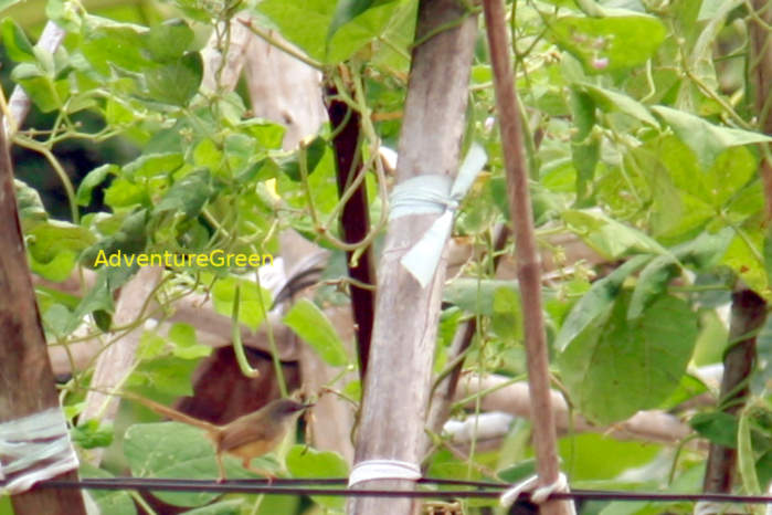 Yellow-bellied prinia Vietnam April 2026