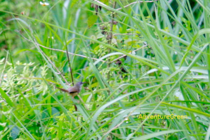 Yellow-bellied prinia Vietnam
