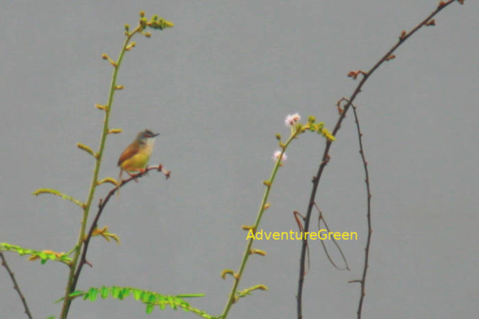 Yellow-bellied prinia Vietnam April & May 2026
