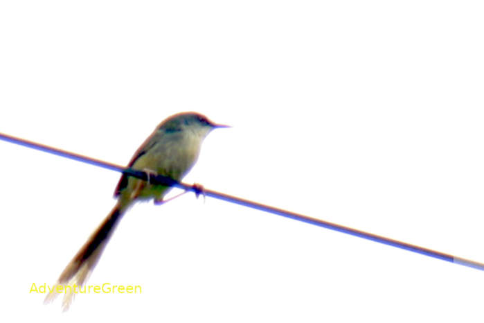 Yellow-bellied Prinia