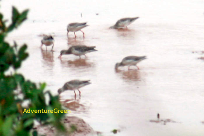 Common redshank in Vietnam