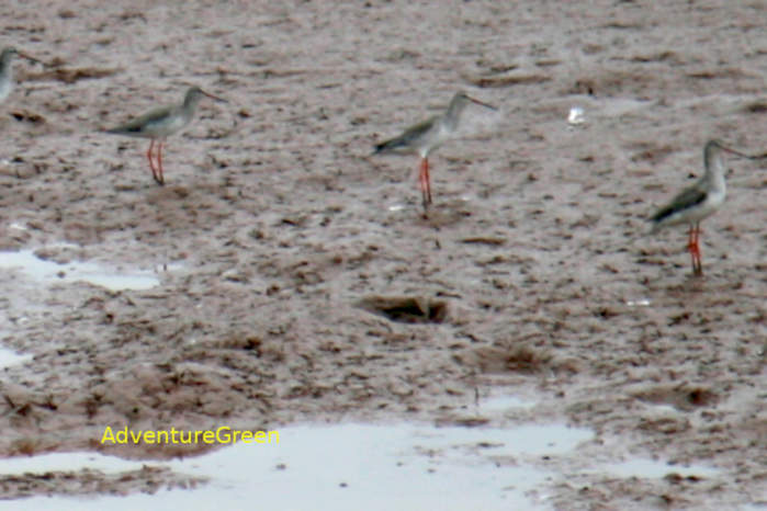 Common Redshank