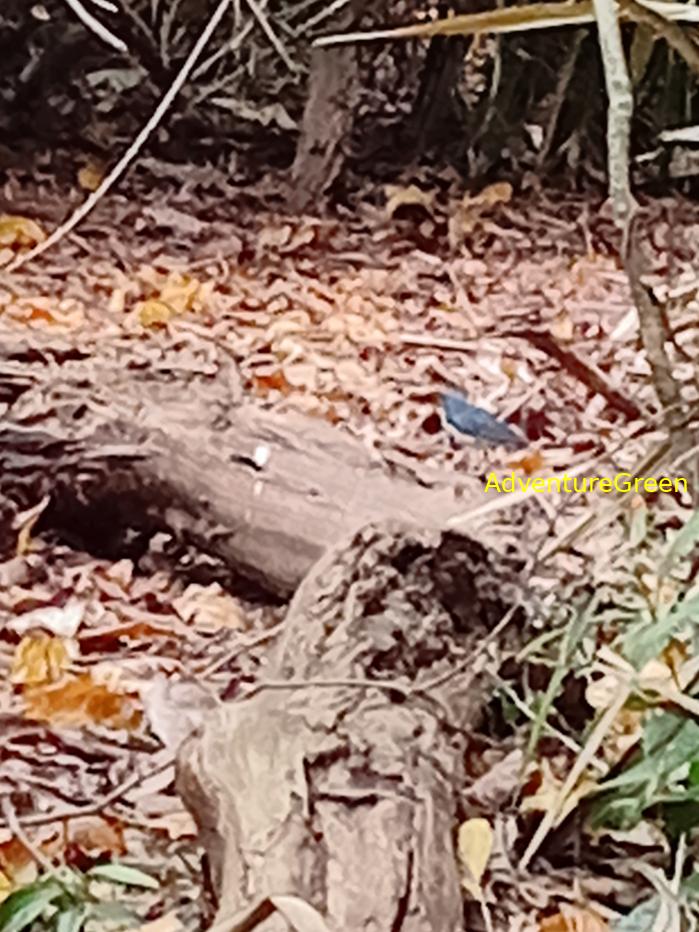 Siberian blue robin
