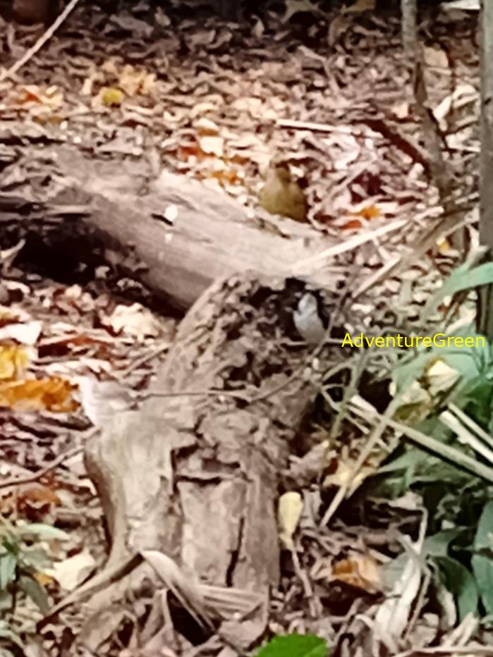 Siberian blue robin