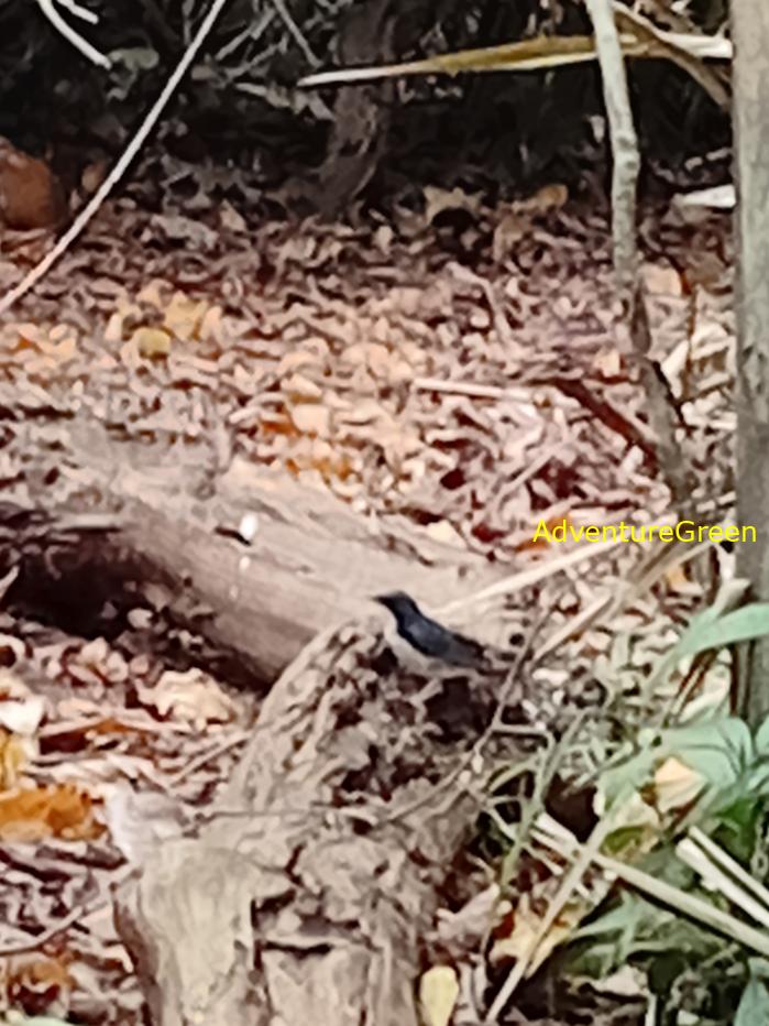 Siberian blue robin
