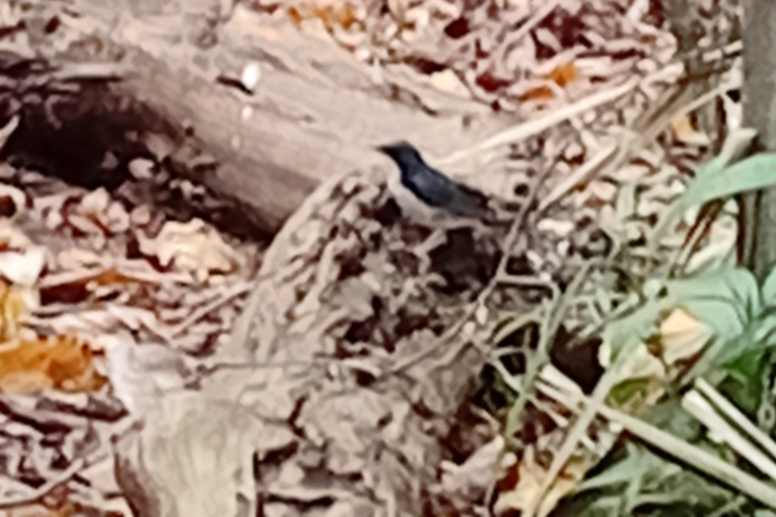 Siberian Blue Robin in Vietnam