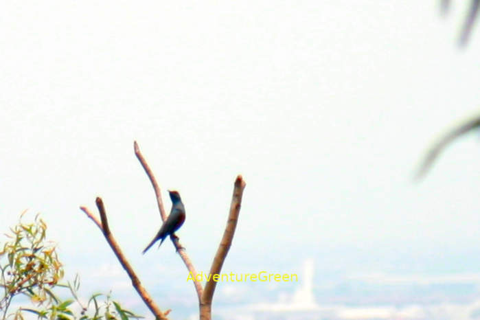 Blue Rock Thrush 