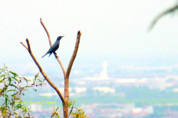 A male blue rock-thrush in Vietnam