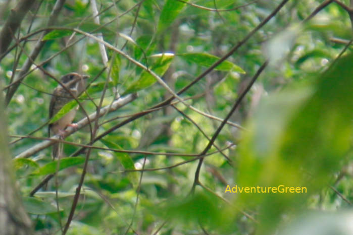 A female white-throated rock-thrush in Vietnam