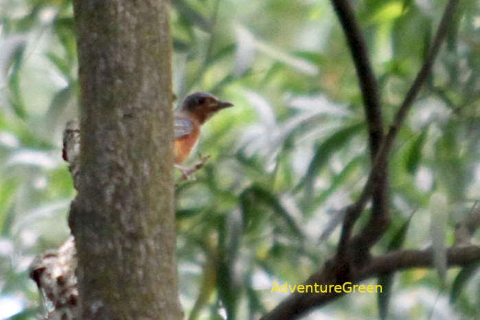 A female white-throated rock-thrush in Vietnam
