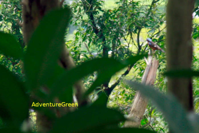 White-throated rock-thrush in Vietnam