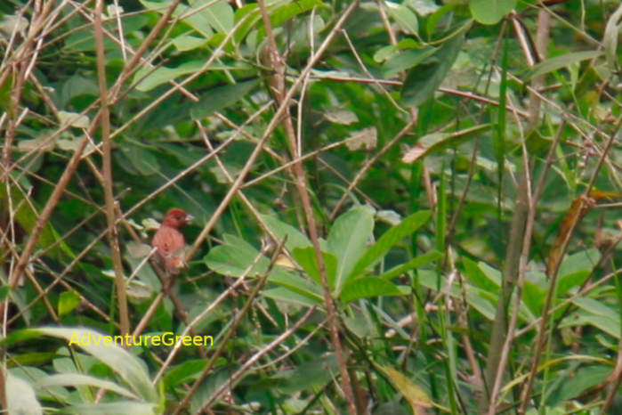 Carpodacus in Vietnam