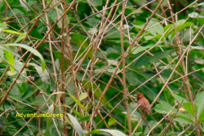 Common Rosefinch