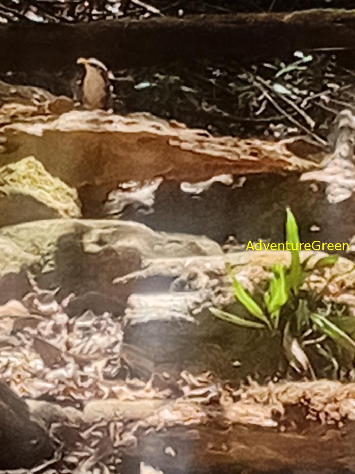 White-browed scimitar babbler White-browed scimitar babbler