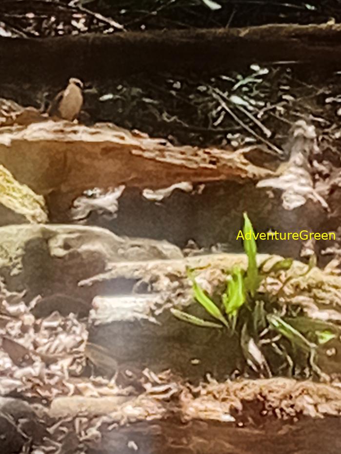 White-browed scimitar babbler White-browed scimitar babbler