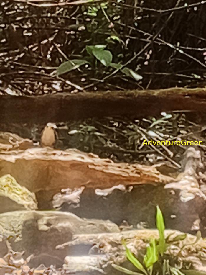 White-browed scimitar babbler White-browed scimitar babbler