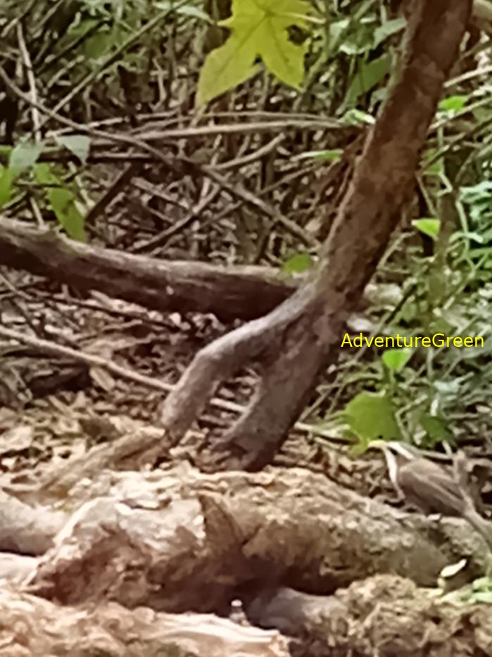 White-browed scimitar babbler White-browed scimitar babbler