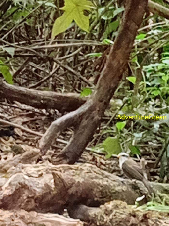 White-browed scimitar babbler White-browed scimitar babbler
