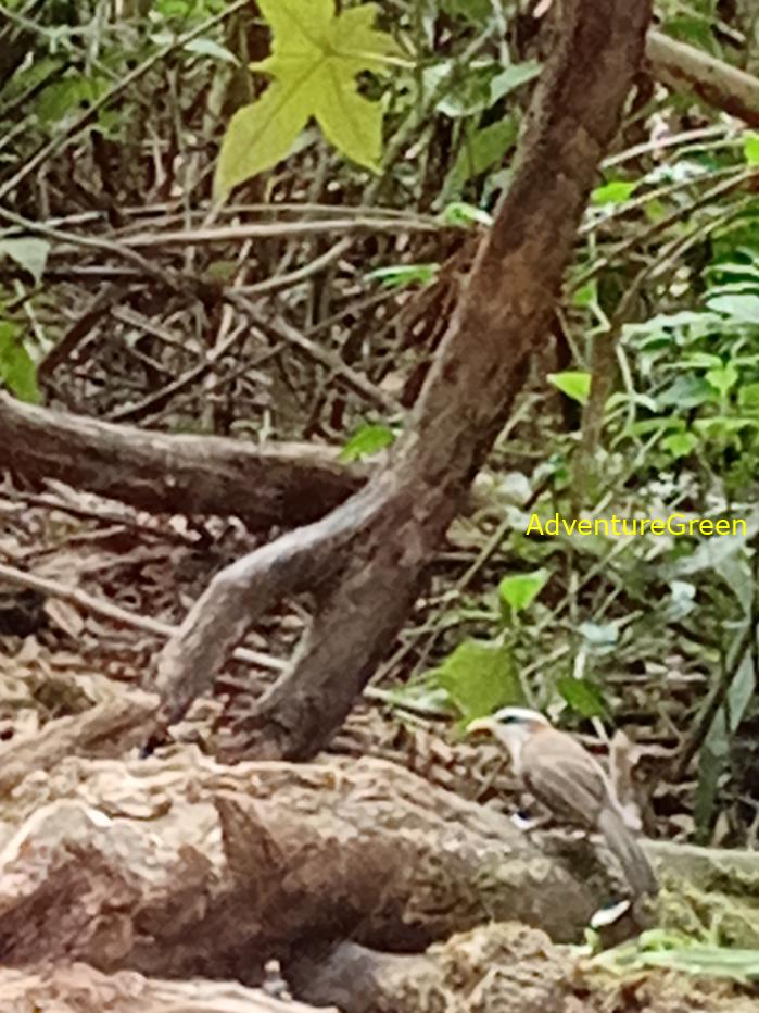 White-browed scimitar babbler White-browed scimitar babbler