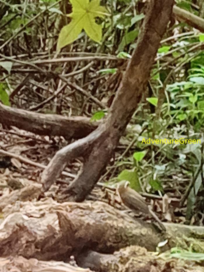 White-browed scimitar babbler White-browed scimitar babbler