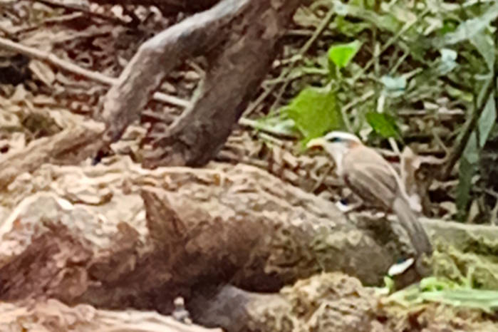 White-browed Scimitar Babbler