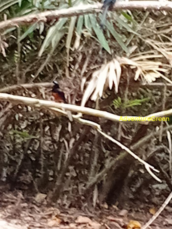 White-rumped Shama