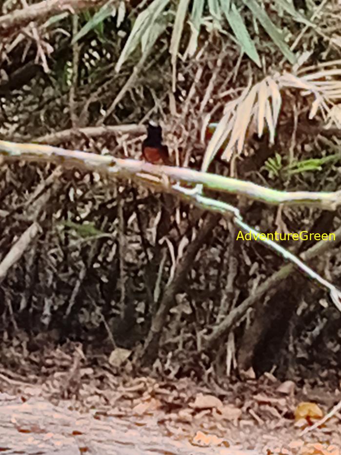 White-rumped Shama