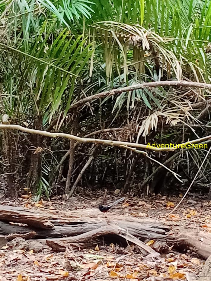 White-rumped Shama