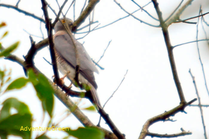 Shikra in Vietnam