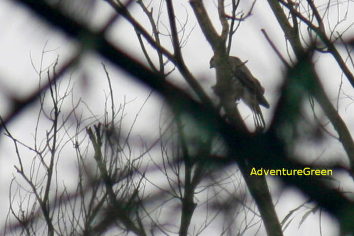 Shikra in Vietnam in April 2026