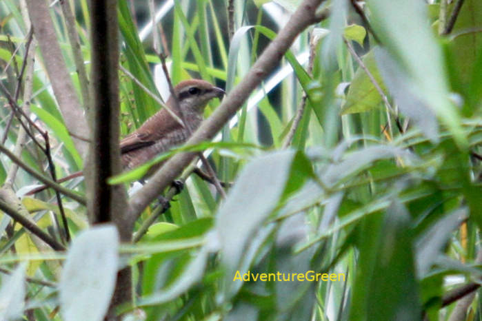 Brown shrike in Vietnam