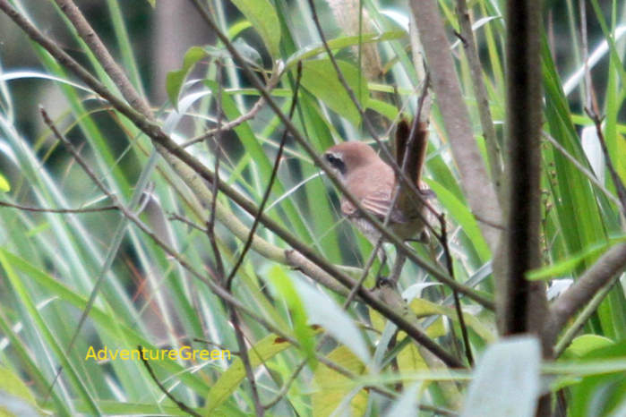 Brown shrike in Vietnam