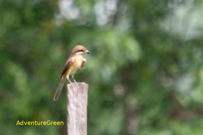 Brown shrike in Vietnam