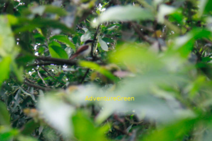 Burmese shrike in Vietnam